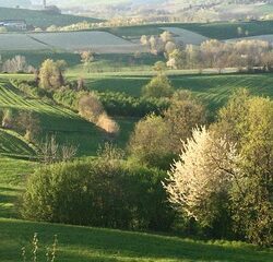 Dalla presenza all’ironia
